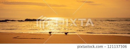 Seascape at sunset. Golden sunset over the sea. Two dogs on the beach. Beautiful beach in the evening 121137306