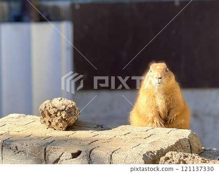 Prairie dog basking in the sun Prairie dog basking in the sun 121137330