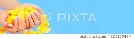 Beautiful female hands with perfect french manicure and yellow rose petals on a blue background. Horizontal banner 121137434