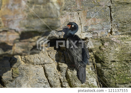 Rock Shag nesting 121137555