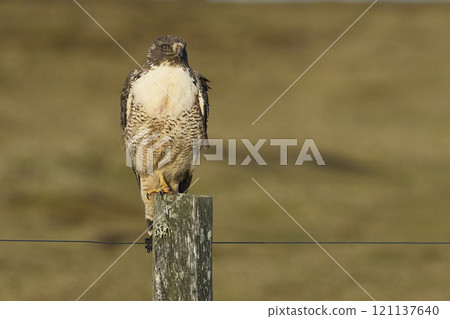 Variable Hawk 121137640