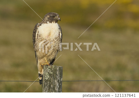 Variable Hawk 121137641