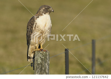 Variable Hawk Variable Hawk 121137642
