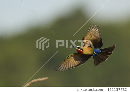 White-fronted Bee-eater with catch White-fronted Bee-eater with catch 121137782