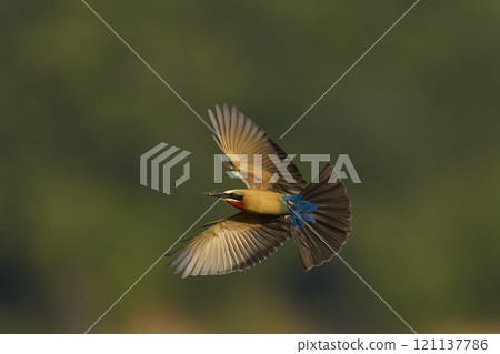 White-fronted Bee-eater with catch White-fronted Bee-eater with catch 121137786