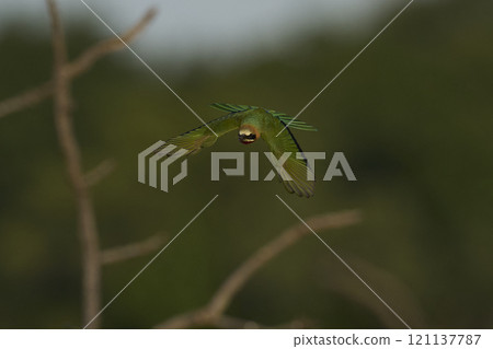 White-fronted Bee-eater with catch White-fronted Bee-eater with catch 121137787