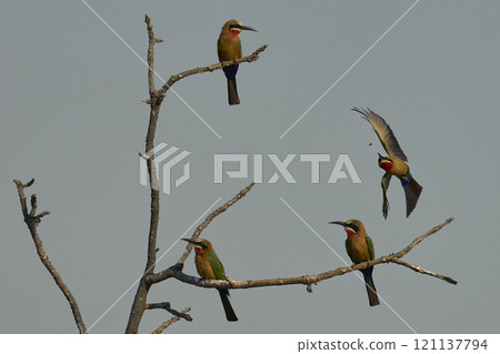 White-fronted Bee-eaters White-fronted Bee-eaters 121137794
