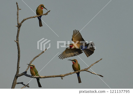 White-fronted Bee-eaters 121137795