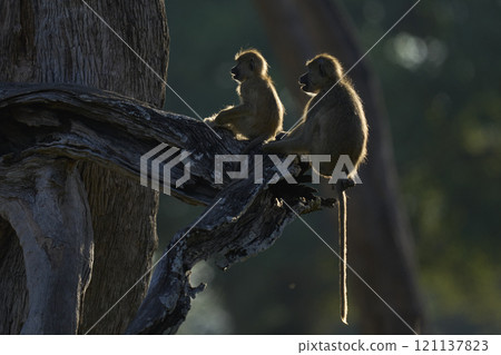 Yellow Baboons grooming Yellow Baboons grooming 121137823
