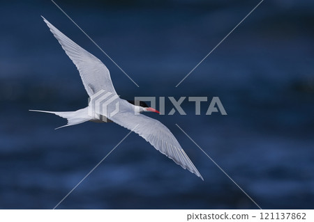 South American Tern feeding South American Tern feeding 121137862