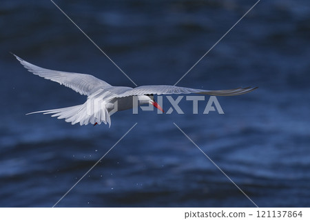 South American Tern feeding 121137864