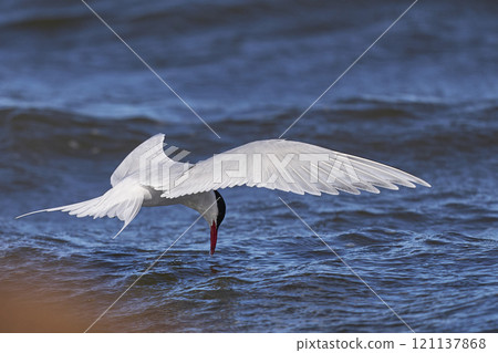 South American Tern feeding South American Tern feeding 121137868