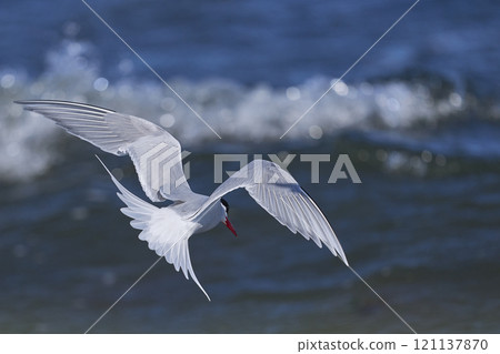 South American Tern feeding South American Tern feeding 121137870