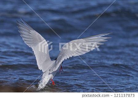 South American Tern feeding South American Tern feeding 121137873