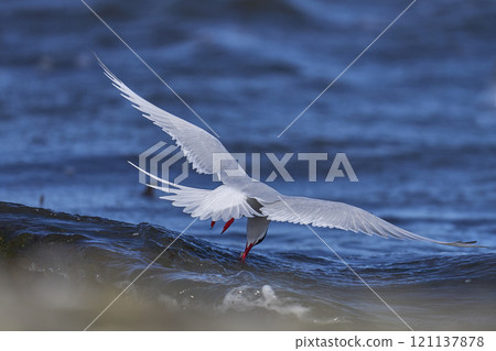 South American Tern feeding South American Tern feeding 121137878