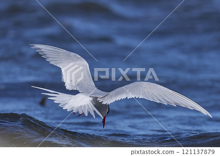 South American Tern feeding South American Tern feeding 121137879
