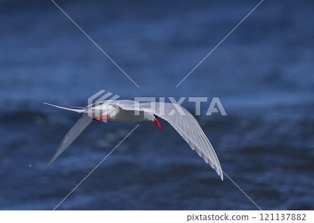 South American Tern feeding South American Tern feeding 121137882