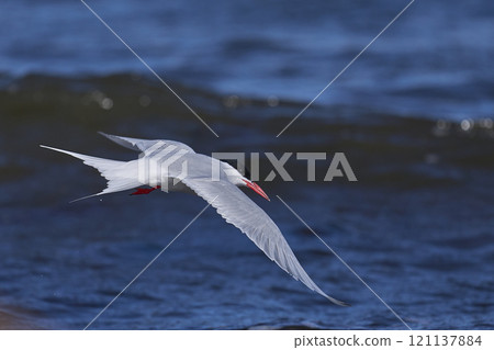 South American Tern feeding 121137884