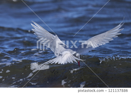 South American Tern feeding 121137886
