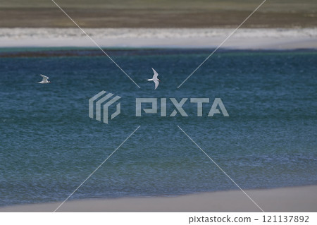 South American Tern feeding South American Tern feeding 121137892