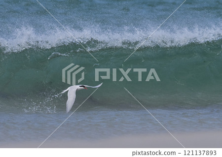 South American Tern feeding South American Tern feeding 121137893