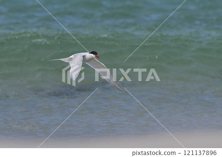 South American Tern feeding 121137896