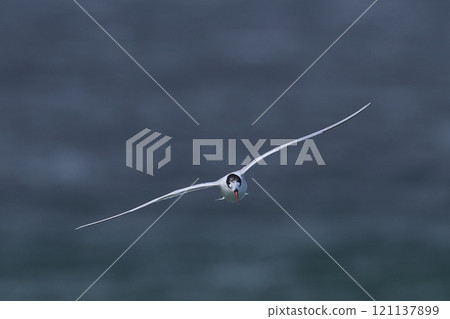 South American Tern feeding South American Tern feeding 121137899