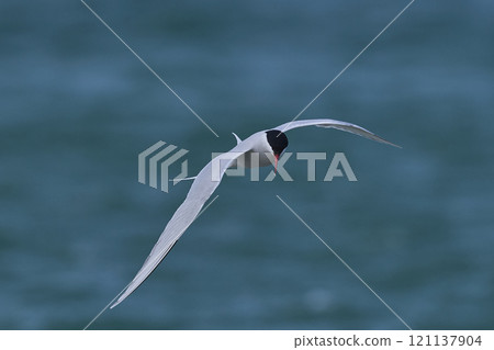 South American Tern feeding 121137904