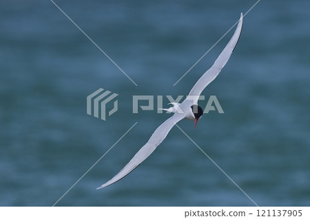 South American Tern feeding South American Tern feeding 121137905