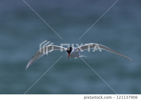South American Tern feeding 121137906