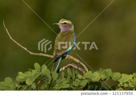 Lilac breasted Roller Lilac breasted Roller 121137950