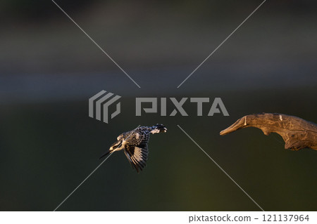Pied Kingfisher hunting Pied Kingfisher hunting 121137964