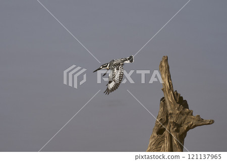Pied Kingfisher hunting Pied Kingfisher hunting 121137965