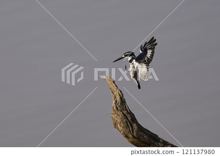 Pied Kingfisher landing Pied Kingfisher landing 121137980