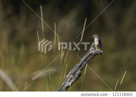 Grey-headed Kingfisher perched 121138001