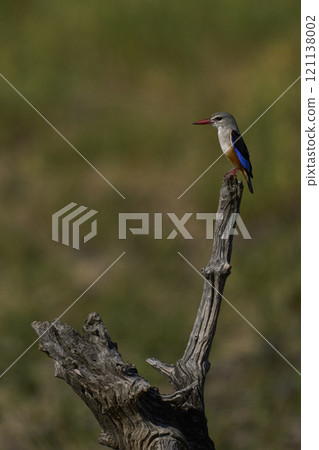 Grey-headed Kingfisher perched 121138002