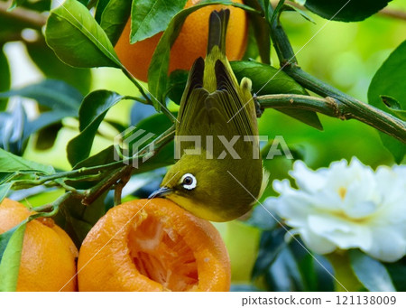 A white-eye eats a tangerine that had been saved for the day. A white-eye eats a tangerine that had been saved for the day. 121138009