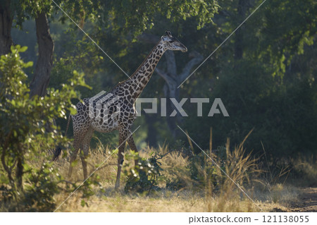 Thornicroft giraffe Thornicroft giraffe 121138055