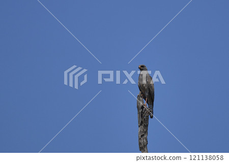 Dark Chanting-Goshawk Dark Chanting-Goshawk 121138058