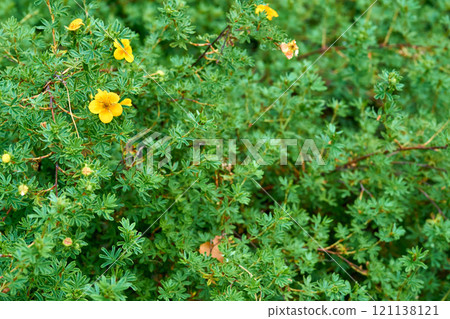 Green thickets with yellow flowers of decor flower Dasiphora fruticosa 121138121