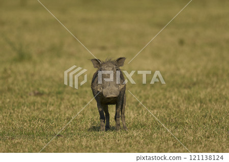 Warthog 121138124