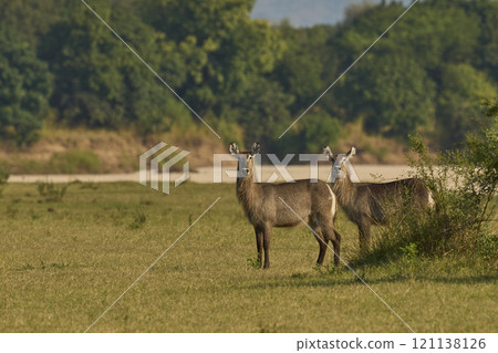 Waterbuck Waterbuck 121138126