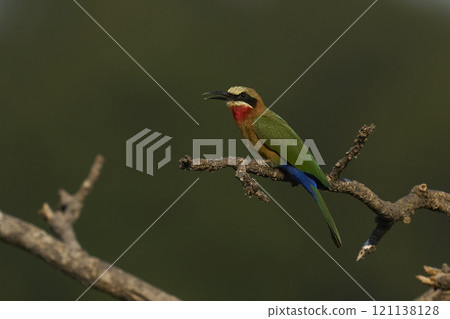 White-fronted Bee-eater White-fronted Bee-eater 121138128