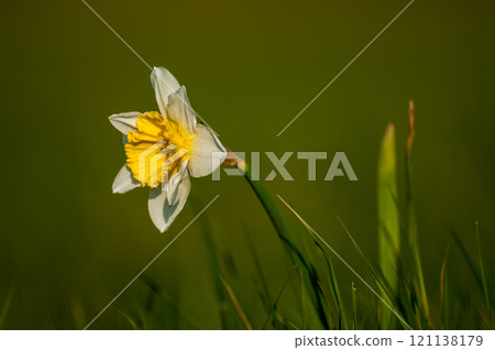 Lonely Daffodil heralding early spring 121138179