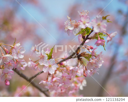 河津櫻花 121138204