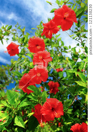 Okinawa blooms red hibiscus 121138230