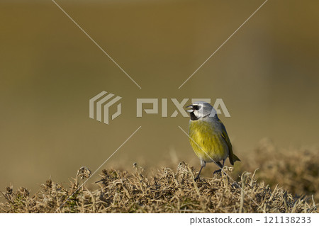 Male Black-throated Finch 121138233