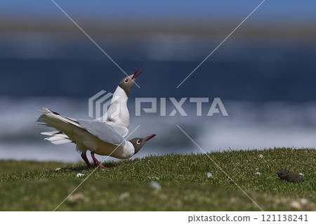 Brown-hooded Gull 121138241
