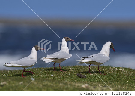 Brown-hooded Gull Brown-hooded Gull 121138242
