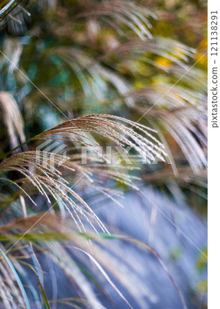 The autumn sunny shin Suki 121138291